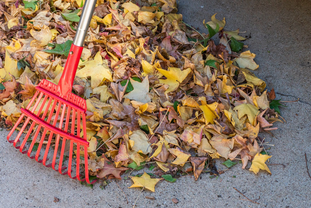leaf clearing in winter